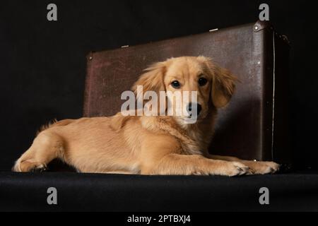 Im Studio liegend ein rothaariger Hund, ähnlich einem Dackel, neben einem Koffer, auf schwarzem Hintergrund Stockfoto