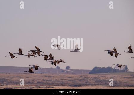 Sandhill Cranes (Antigone canadensis) starten von einem Feld in der Nähe von Othello, Adams County, Eastern Washington State, USA. Stockfoto