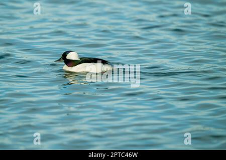 Eine männliche bufflehead-Ente (Bucephala albeola) schwimmt auf dem Lake Washington in Kirkland, Washington State, USA. Stockfoto