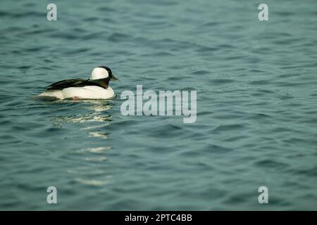 Eine männliche bufflehead-Ente (Bucephala albeola) schwimmt auf dem Lake Washington in Kirkland, Washington State, USA. Stockfoto