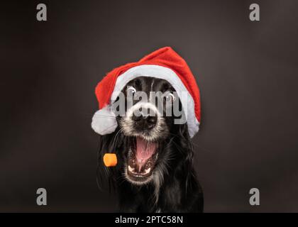 Weihnachten Portrait eines schwarzen Irischen Setter Fang einer Behandlung tragen eine rot-weiße Weihnachtsmann Mütze mit Glücklich, aufgeregt, Ausdruck. Stockfoto