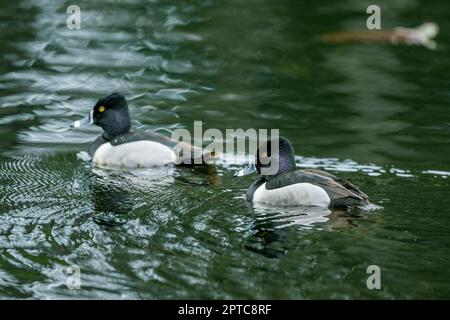 Zwei männliche Ringhalsenten (Aythya collaris), die auf dem Yellow Lake, Sammamish, King County, Washington State, USA schwimmen. Stockfoto