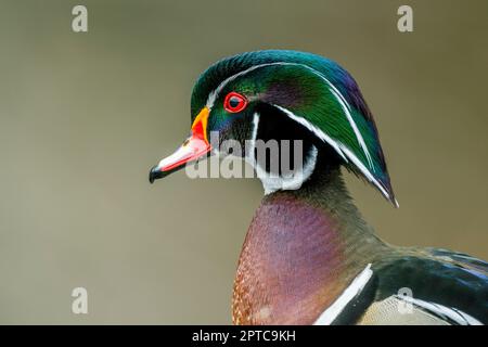 Porträt einer männlichen (drake) Holzente oder Carolina-Ente (Aix Sponsa) am Yellow Lake, Sammamish, King County, Washington State, USA. Stockfoto