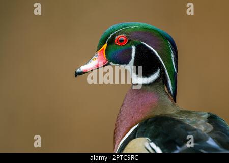 Porträt einer männlichen (drake) Holzente oder Carolina-Ente (Aix Sponsa) am Yellow Lake, Sammamish, King County, Washington State, USA. Stockfoto