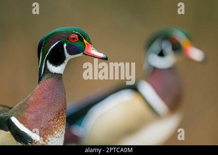 Porträt einer männlichen (drake) Holzente oder Carolina-Ente (Aix Sponsa) am Yellow Lake, Sammamish, King County, Washington State, USA. Stockfoto