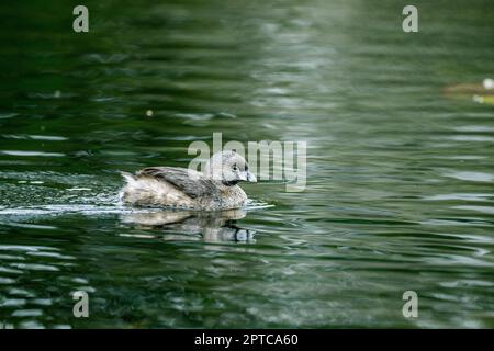 Ein gezapfter Gölbe (Podilymbus podiceps), der auf dem Yellow Lake, Sammamish, King County, Washington State, USA schwimmt. Stockfoto