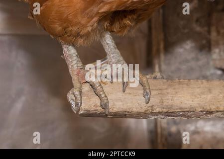 Hühnergeflügel Farmfüße nah dran, Vogelpfote Farmtierfüße. Stockfoto