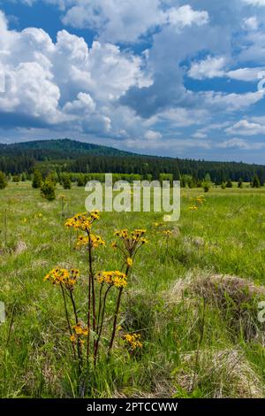 Typische Frühlingslandschaft in der Nähe von Stozec, Nationalpark Sumava, Tschechische Republik Stockfoto