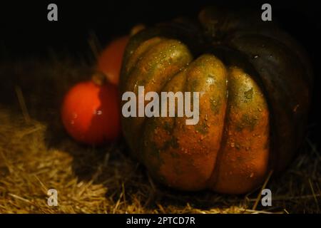 Halloween Hintergrund mit Textur orange Kürbisse auf dunklen strow Stapel. Nahaufnahme von natürlichen rötlichen Kürbissen mit Wassertropfen für die Helloween-Feier. C Stockfoto