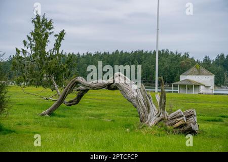 Ein gefallener Zedernbaum mit dem Blockhaus im Hintergrund im English Camp, einem National Historical Park auf San Juan Island auf den San Juan Islands i Stockfoto