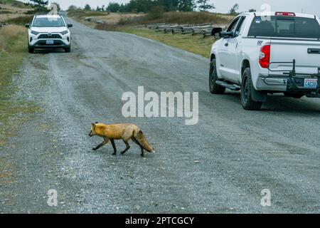 Ein Rotfuchs (Vulpes vulpes) überquert eine Kiesstraße im American Camp (San Juan Island National Historical Park) auf San Juan Island in San Juan Stockfoto