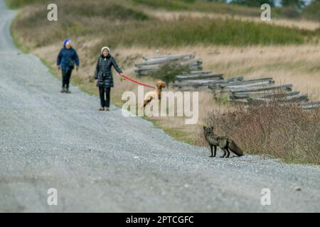 Ein Rotfuchs (Vulpes vulpes) (Silbermorph) überquert eine Schotterstraße vor Leuten, die im American Camp (San Juan Island Nat Stockfoto