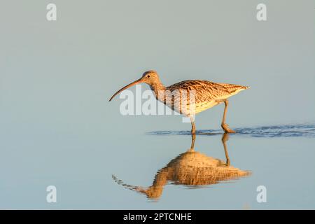 Numenius arquata, Curlew, Zugwadervögel in der Mitte des Sees auf der Suche nach Nahrung, bei Sonnenuntergang, mallorca balearen spanien, Stockfoto