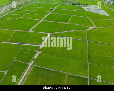 Paddy-Reis-Feld in Yuli von Hualien in Taiwan Stockfoto