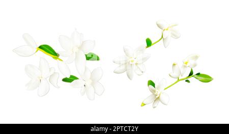 Vanilleblüten auf weißem Hintergrund. Vanille ist ein Gewürz, das aus Orchideen der Gattung Vanilla gewonnen wird und hauptsächlich aus Schoten mexikanischer Arten gewonnen wird Stockfoto