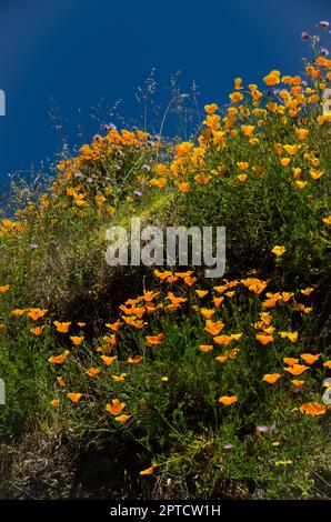 Kalifornischer Mohn Eschschscholzia californica in Blüte. San Mateo. Gran Canaria. Kanarische Inseln. Spanien. Stockfoto