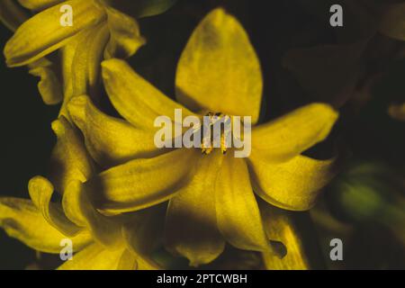 Hyazinthe Blume unter gelbem Licht. Zimmerpflanze im Dunkeln Nahaufnahme Stockfoto