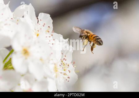 Honigbiene Ernte Pollen von blühenden Baum Knospen. Stockfoto