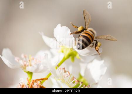 Honigbiene Ernte Pollen von blühenden Baum Knospen. Stockfoto