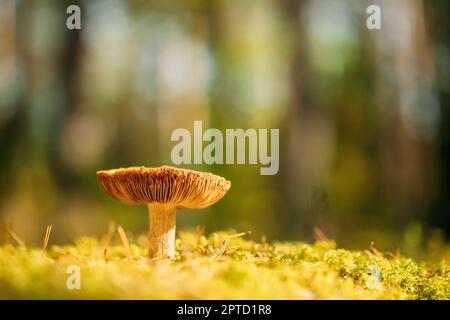 Mushroom Russula emetica - sickener, emetitischer Täuschungsling oder erbrechender Täuschungsling. Herbstwald. Bedingt essbarer Pilz. Weißrussland, Europa. Stockfoto