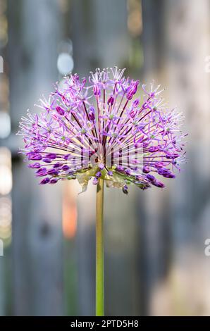 Nahaufnahme einer lilafarbenen Blume Stockfoto
