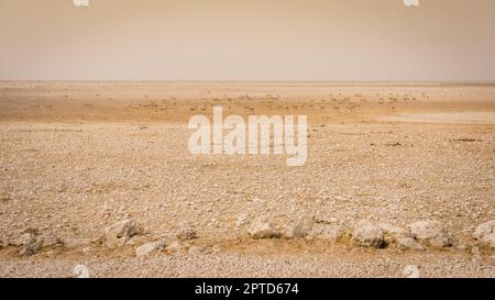 Eine Gruppe von Springbok-Antilopen ruht bei Sonnenuntergang im Etosha-Nationalpark. Stockfoto