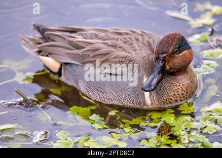 Im Juanita Bay Park, Lake Washington, Kirkland, Washington State, USA, schwimmt ein drake (männlich) mit grünem blauem Flügel (Anas carolinensis). Stockfoto