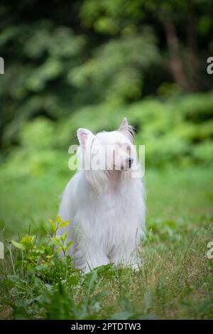 Weißer flauschiger Hund der chinesischen Haubenrasse steht im Sommer in der Natur draußen auf grünem Gras Stockfoto