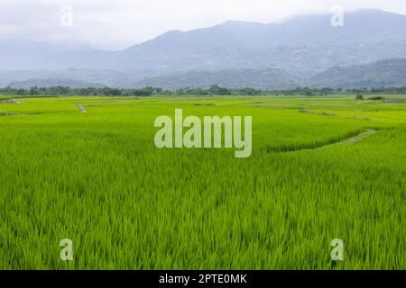 Paddy-Reis-Feld in Yuli von Hualien in Taiwan Stockfoto