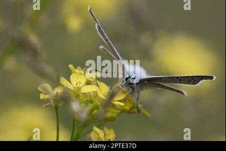 Blauer Schmetterling auf einer gelben Blume trinkt Nektar mit einem Proboscis. Makro Natur Stockfoto