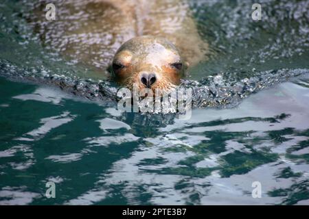 Porträt einer im grün-blauen Wasser schwimmenden Seehunde mit Kopierraum Stockfoto