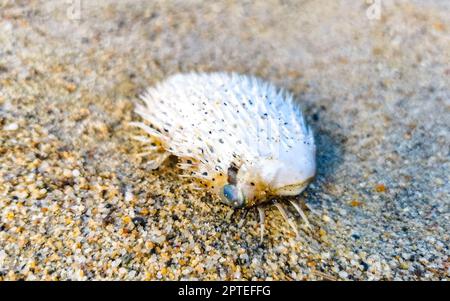 Toter Kugelfisch, der am Strand gewaschen wurde, liegt auf dem Sand in Zicatela Puerto Escondido Oaxaca Mexiko. Stockfoto