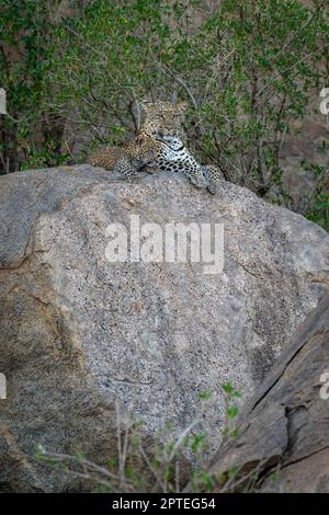 Leopard liegt durch Junge auf schattigem Felsbrocken Stockfoto