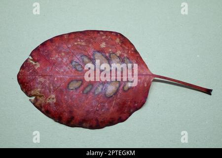 Blatt eines Laubbaums mit Blattadern unter einem Lupe Stockfoto