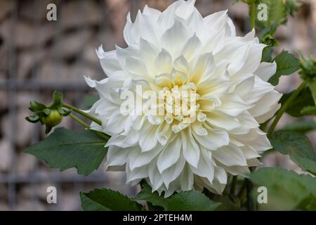 Einzelne dhalia-Blume im Drachengarten Stockfoto