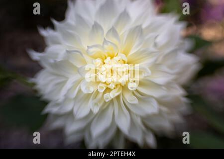 Einzelne dhalia-Blume im Drachengarten Stockfoto