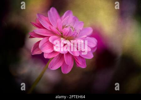 Einzelne dhalia-Blume mit Texturüberzug Stockfoto