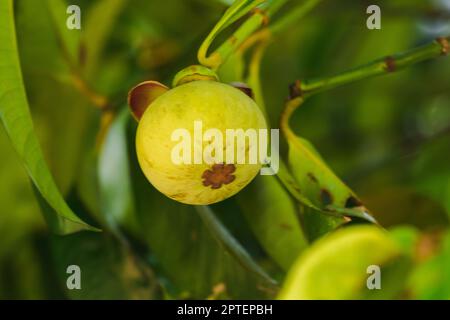 Mangosteen auf dem Baum ist eine lokale thailändische Frucht. Der Geschmack ist süß, sauer und hat einen milden Geschmack. Stockfoto