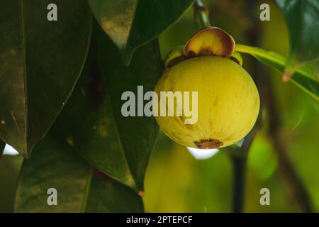 Mangosteen auf dem Baum ist eine lokale thailändische Frucht. Der Geschmack ist süß, sauer und hat einen milden Geschmack. Stockfoto