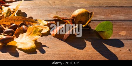 Sonniges Herbstleben auf verwittertem Holz mit bunten Blättern und Eicheln. Horizontaler Hintergrund für saisonale Themen mit Platz für Text. Stockfoto