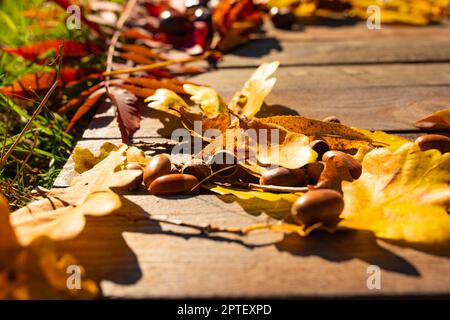 Sonniges Herbstleben auf verwittertem Holz mit bunten Blättern und Eicheln. Hintergrund für saisonale Themen mit Platz für Text Stockfoto