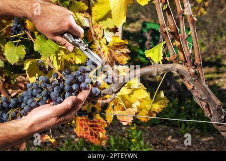 Cannonau-Trauben. Landwirt im Herbst Ernte der Trauben mit einer Schere.. Traditionelle Landwirtschaft. Sardinien. Stockfoto