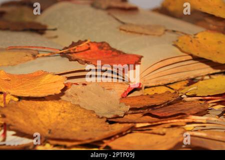 Ein altes offenes Buch, das im Park inmitten der herbstlichen Blätter liegt. Stockfoto