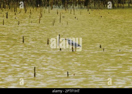 Butorides striatus steht auf den Zweigen über dem Wasser. Ist ein kleiner Vogel, der im Mangrovenwald gefunden wurde Stockfoto