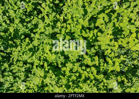 Frisches grünes Pennyroyal oder mentha pulegium. Selektiver Fokus Stockfoto