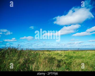 Blick aus einem niedrigen Winkel auf die grünen Salzmarschen an der Ostfriesischen Küste mit blauem Himmel, ein paar kleinen Wolken und einem weiten Blick auf die Insel La Stockfoto