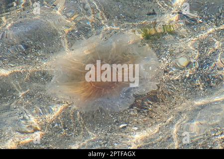 Feuerquallen an der Küste, die im Salzwasser schwimmen. Sand im Hintergrund in Wellenmuster. Tierfoto aus der Natur Stockfoto