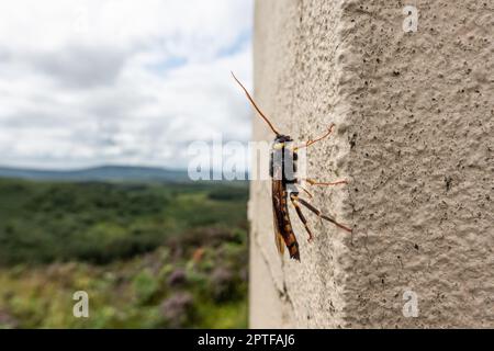 Riesenholzwaspe oder Hornschwanz (lateinischer Name Urocerus gigas) mit schwarzen und gelben Farben. Stockfoto