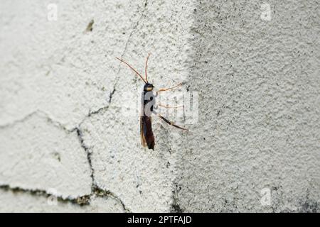 Riesenholzwaspe oder Hornschwanz (lateinischer Name Urocerus gigas) mit schwarzen und gelben Farben. Stockfoto