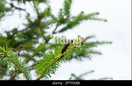 Riesenholzwaspe oder Hornschwanz (lateinischer Name Urocerus gigas) mit schwarzen und gelben Farben. Stockfoto